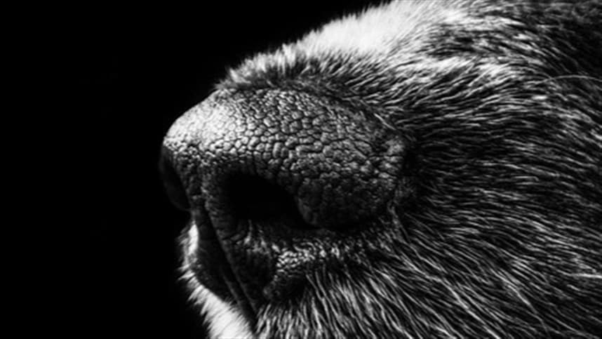 Instituto disponibiliza exame para identificar parasitas no sangue de cães.