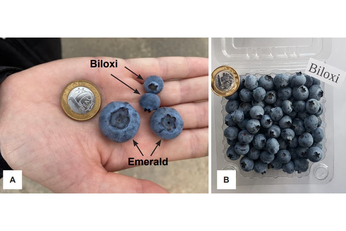 Variedades de mirtilo Biloxi e Emerald são indicadas para o Cerrado