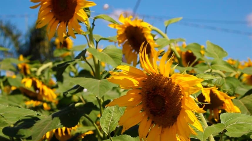 Simposio Nacional de Girassol acontecerá em outubro