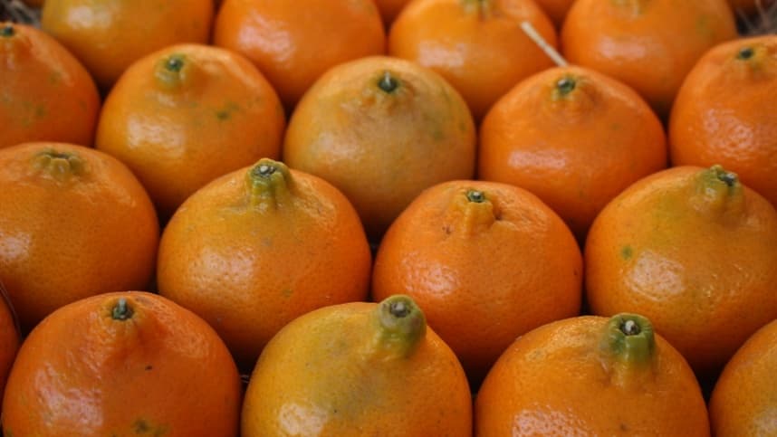Estímulo da produtividade dos citros por meio de bioestimulantes