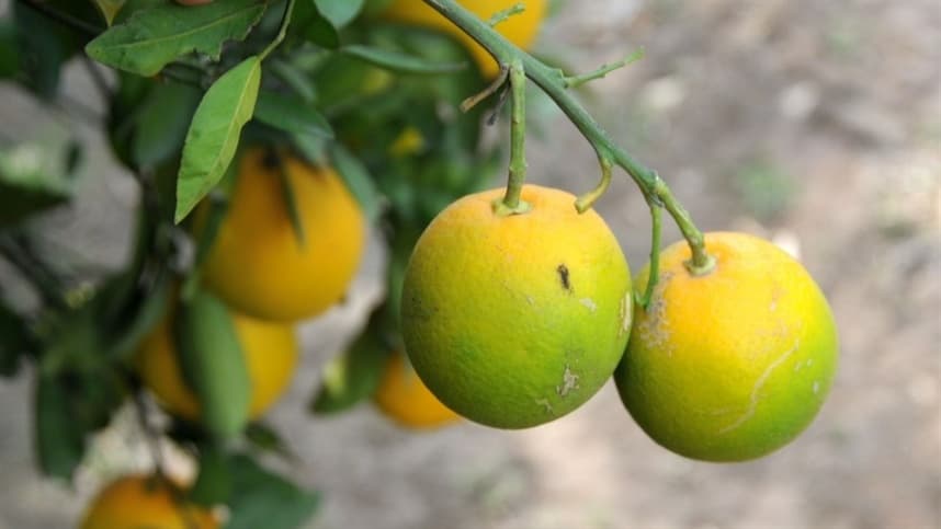 Citrultores enfrentam resistência do psilídeo no Brasil