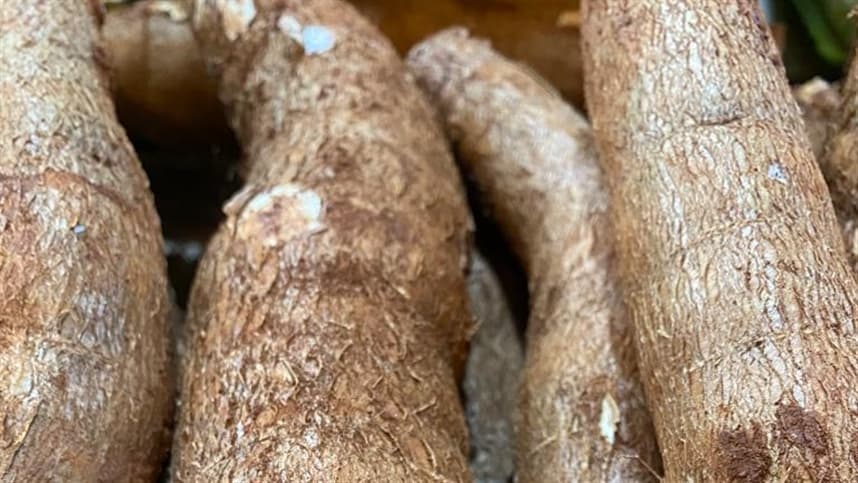 Oferta de mandioca abaixo do esperado