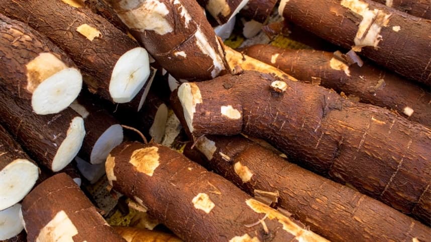 Alta umidade do solo prejudica produção de mandioca no Rio Grande do Sul