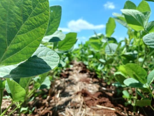 Semeadura de soja no Rio Grande do Sul atinge 3% da área prevista