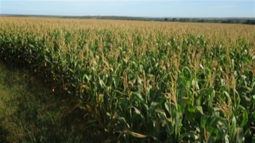 Syngenta apresenta inseticida inovador para milho e algodão