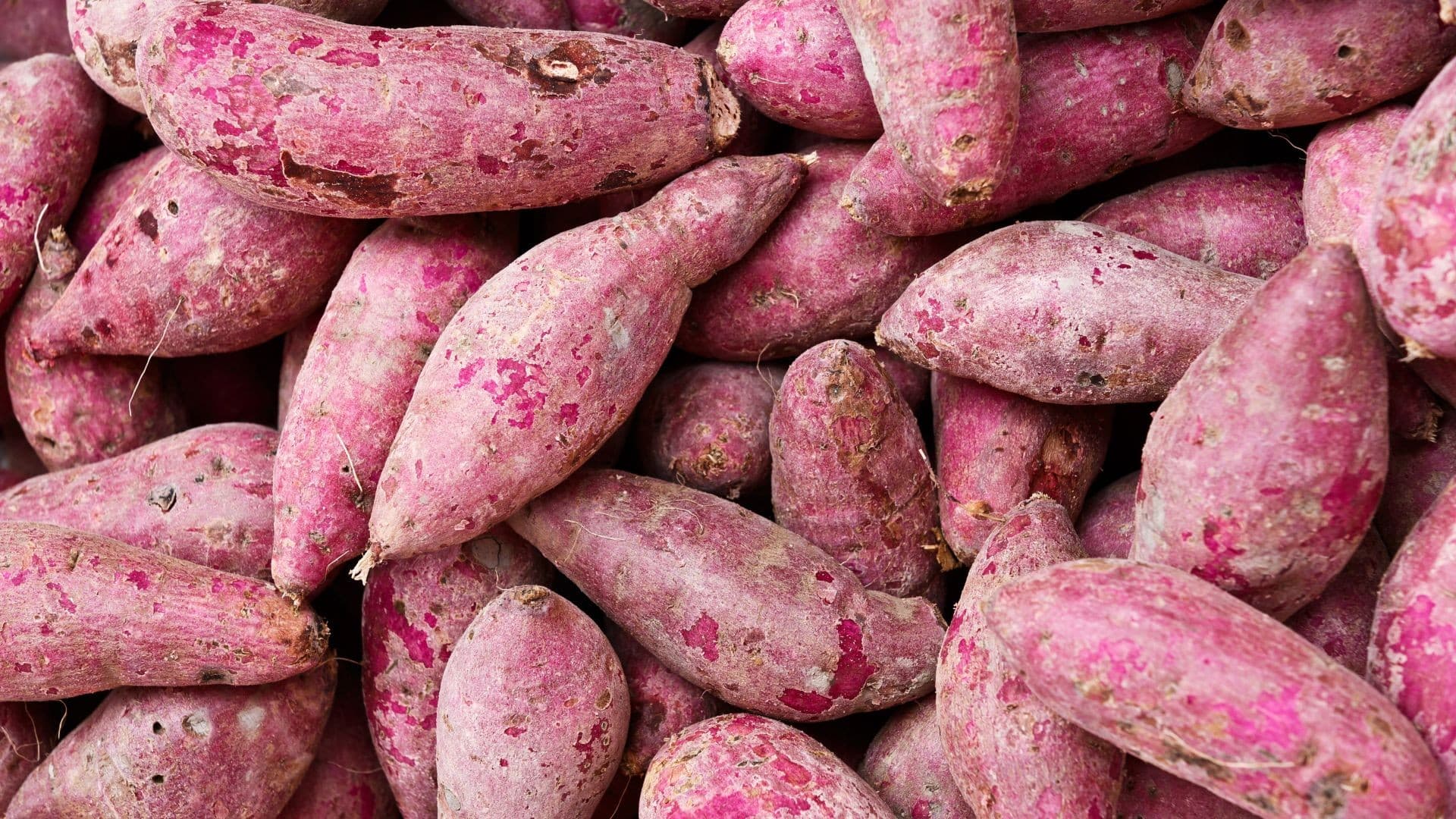 São Paulo e Agropecuária Vista Alegre promovem cultivo de batata-doce