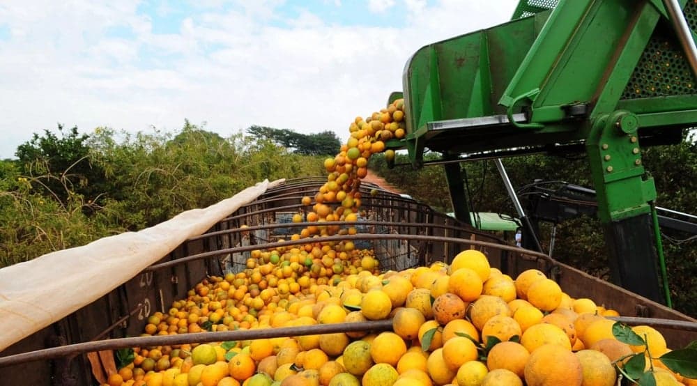 Citricultura brasileira cresce 4,2% em admissões na safra 2025/2026