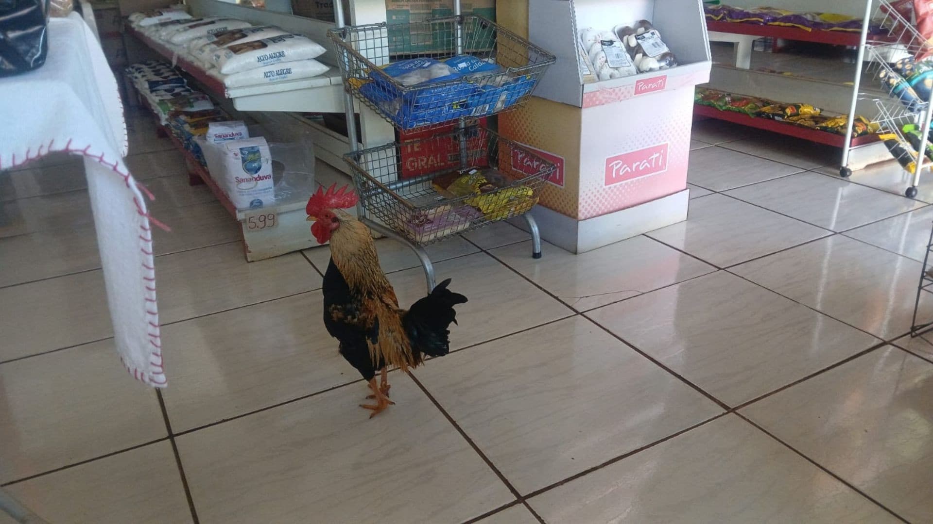 Minimercado em São Domingos tem galinho que encanta clientes