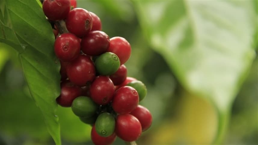 Importações de café se mantêm estáveis na União Europeia