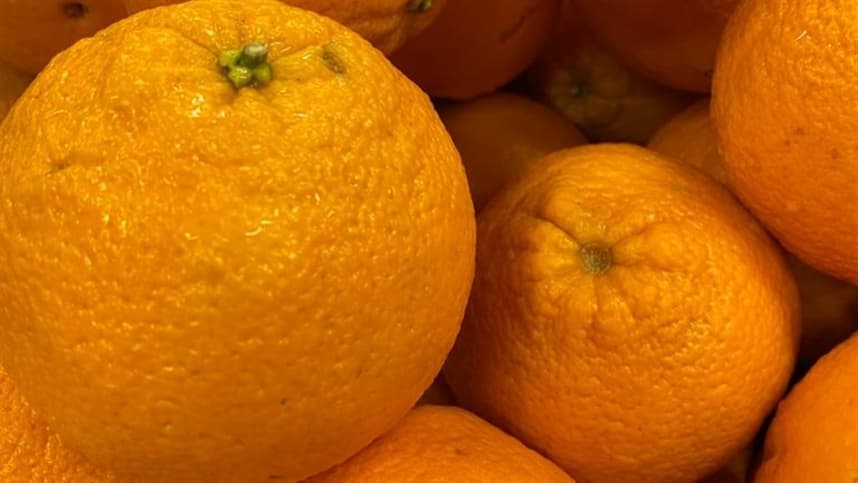Produtores de laranja podem enfrentar queda significativa na colheita, podendo chegar a 30% de redução