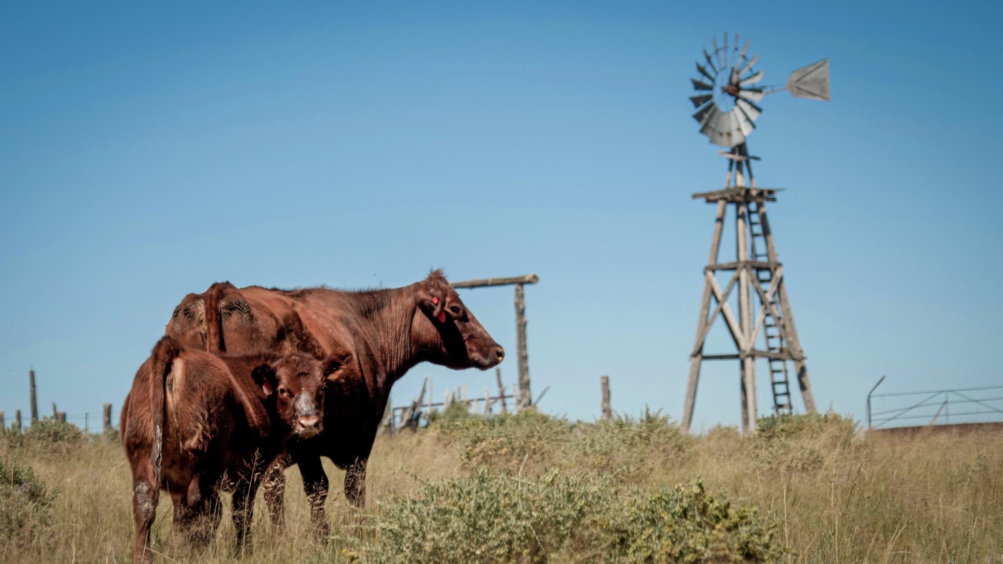 CEO da Minerva destaca crise estrutural na oferta de carne bovina