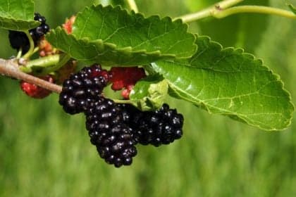 Menopausa: 6 plantas que ajudam a aliviar sintomas