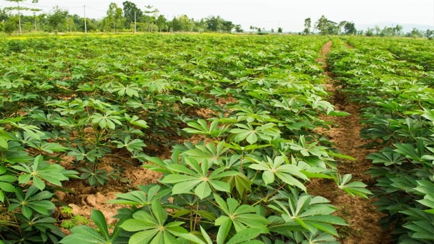 Desafios no cultivo de mandioca em Mato Grosso do Sul
