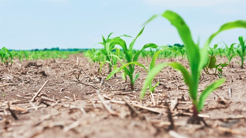 Previsões de produção de milho são reduzidas pelo USDA