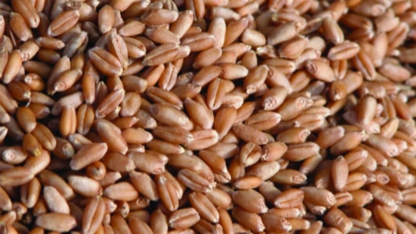 Projeções de queda nos preços dos grãos nos EUA