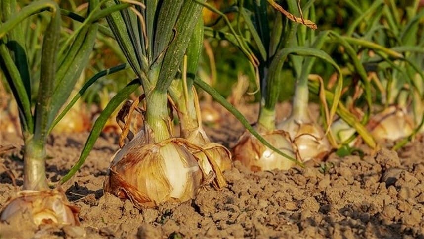 Zoneamento Climático ampliado para incluir o cultivo de cebola