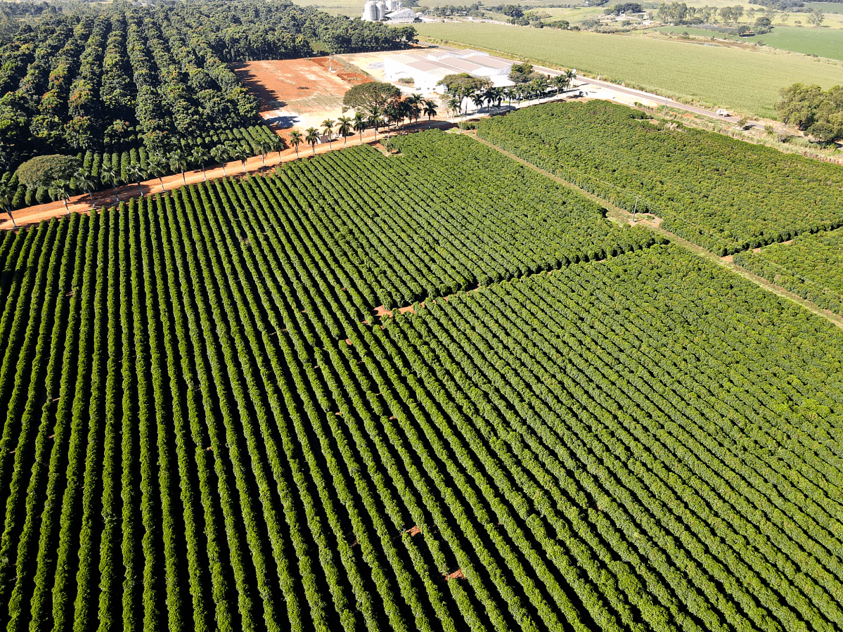 Grupo Ruiz Coffees enfrenta reestruturação de R$ 775 milhões após quebras de safra