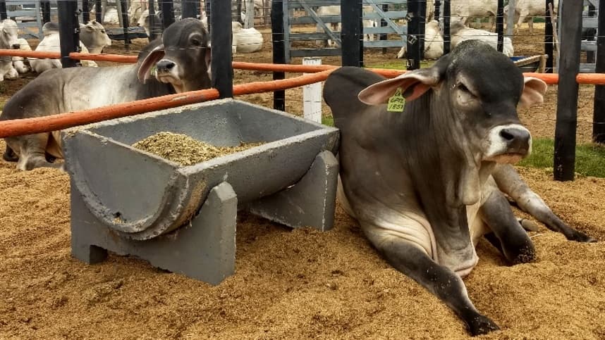 Crescimento de 1% no número de gado confinado nos EUA