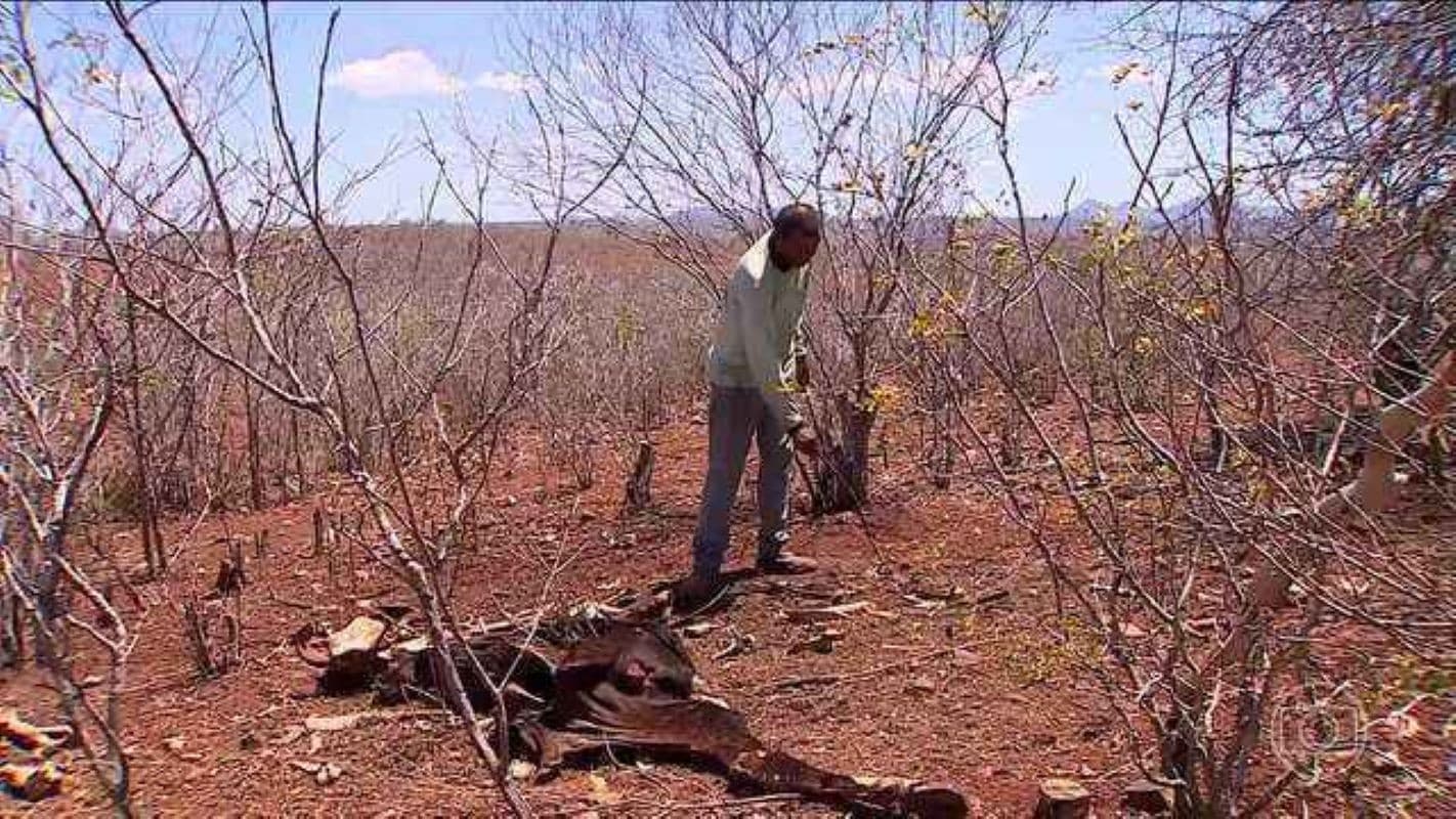 Seca afeta produtores em Sergipe e causa morte de animais