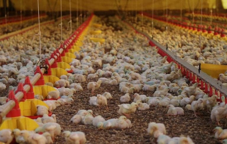 ABPA pede restrições adicionais a antimicrobianos na produção animal