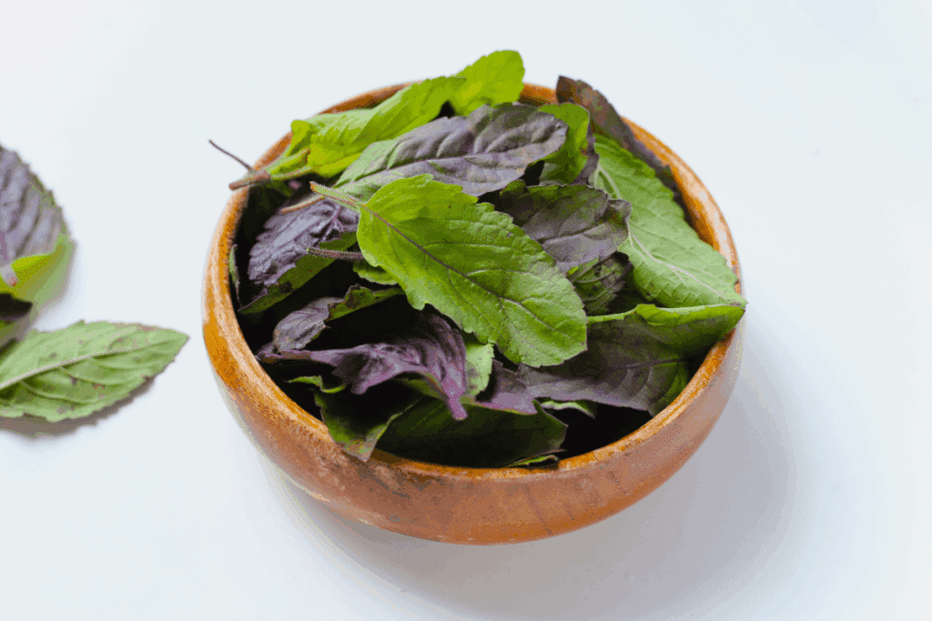 Tulsi: conheça os benefícios do manjericão-sagrado para a saúde