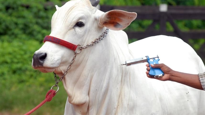 16 estados e o Distrito Federal obtêm reconhecimento de áreas livres de febre aftosa