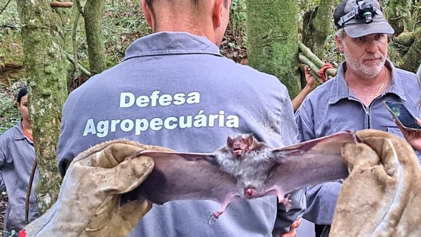 Surto de raiva herbívora atinge 78 casos no Rio Grande do Sul