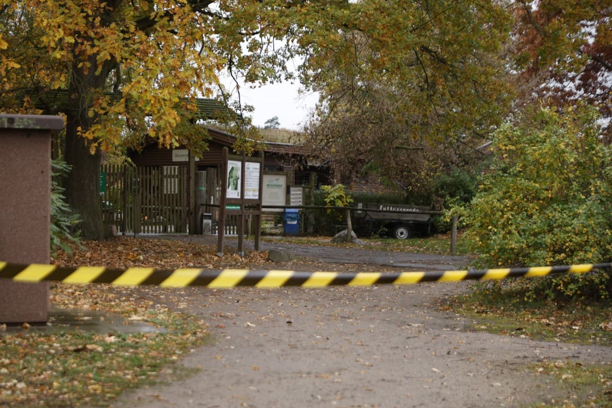 Menina de 8 anos é atacada por lobo em zoológico na Alemanha