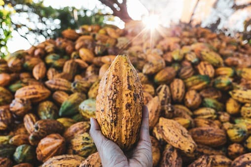 Demanda por cacau impulsiona preços futuros nas bolsas de Nova York