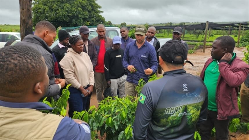 Epamig leva expertise em cafeicultura a Moçambique em cooperação internacional