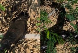 Registro Inusitado de uma Sucuri em Mato Grosso do Sul