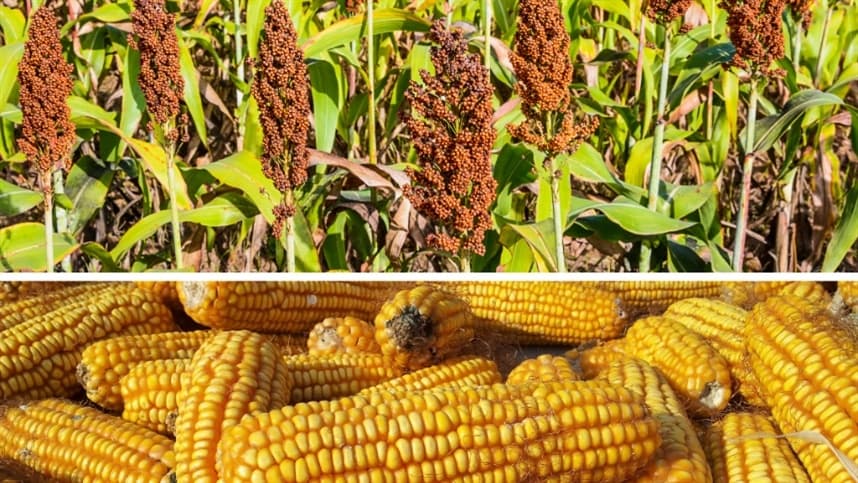 Agronegócio: Sorgo e milheto ganham destaque na Expodireto Cotrijal 2024