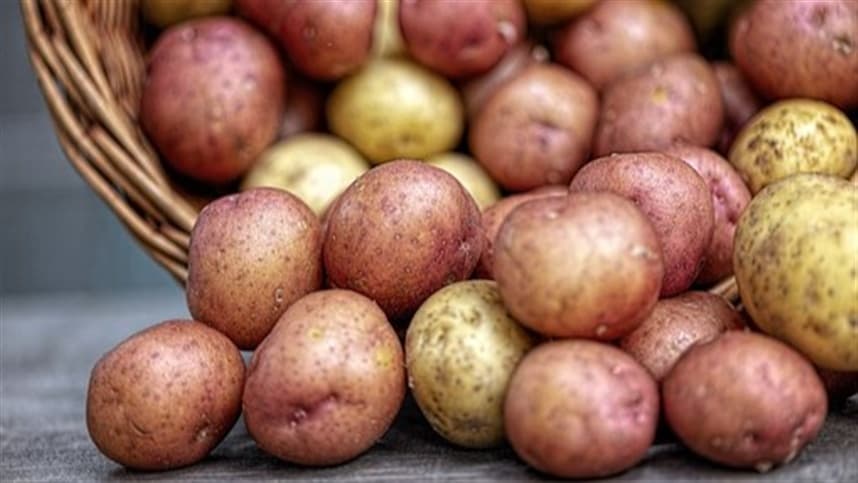 Nova batata OLI INTA reduz manchas e perdas na colheita