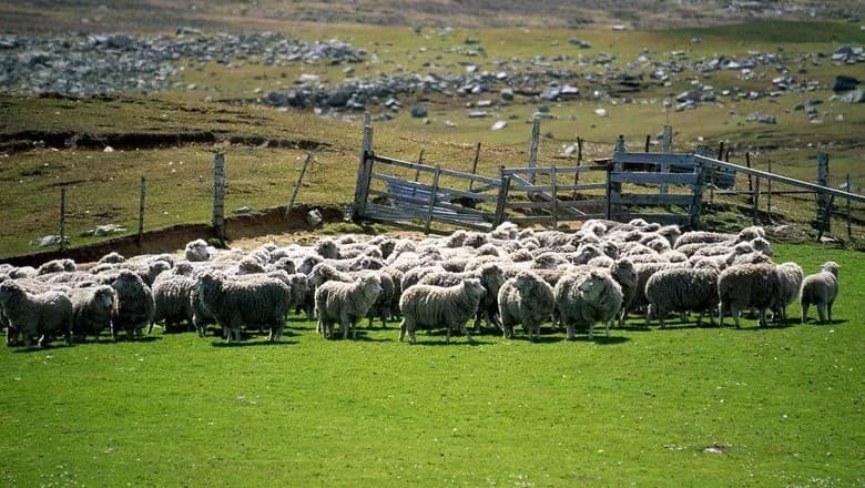 Malvinas permanecem foco econômico em meio à rivalidade Argentina-Inglaterra