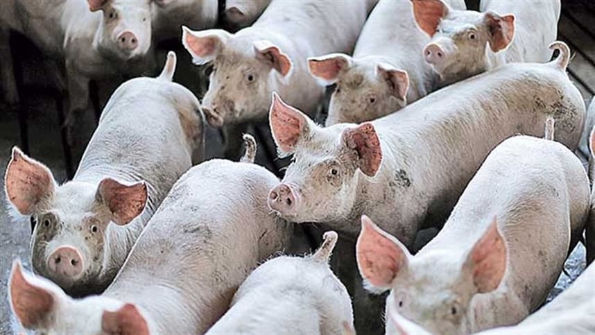 Recuperação do mercado de suínos se acentua