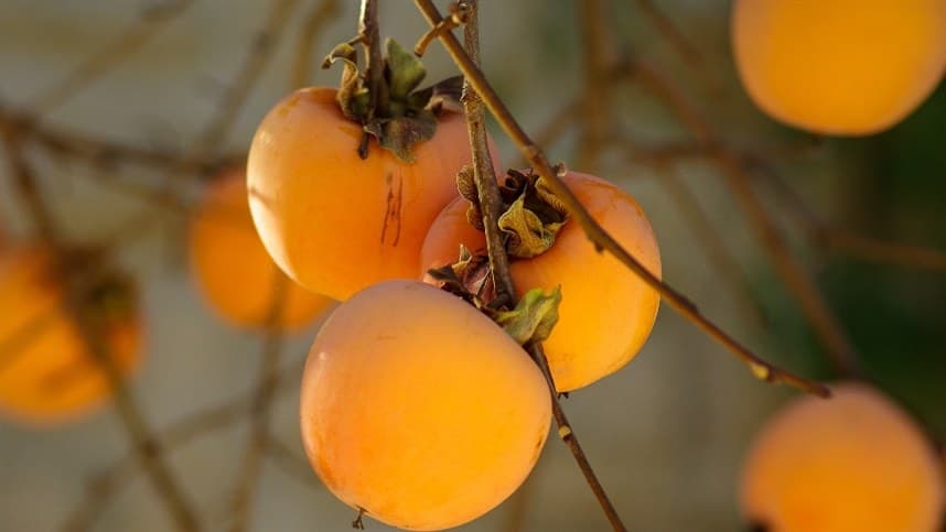 Aceleração da colheita de caqui na região de Caxias do Sul