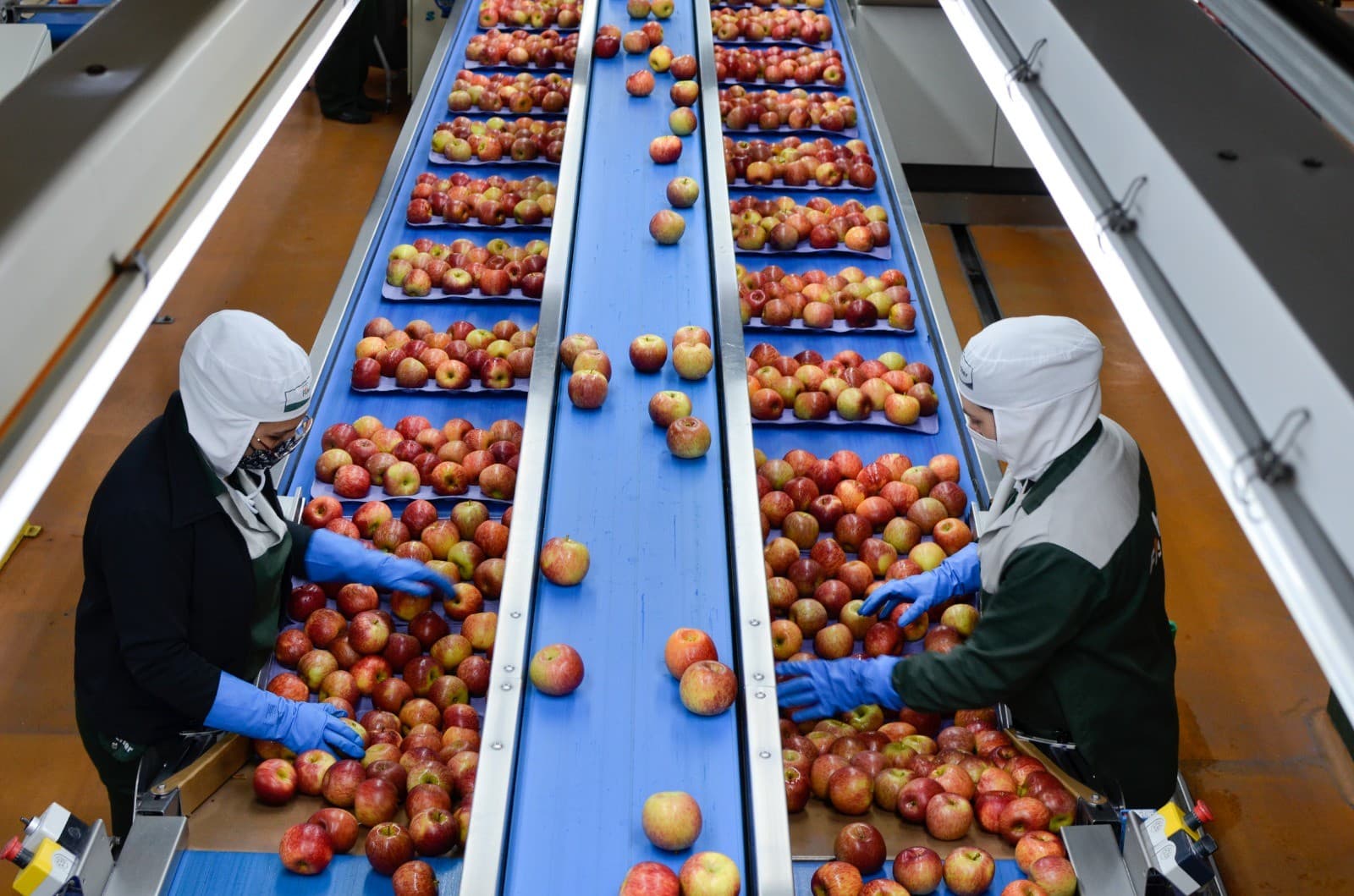 Produção da Agroindústria Enfrenta Queda de 2,7% em Agosto