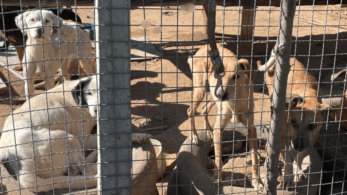 Polícia de SP investiga ONG por problemas de saúde em animais