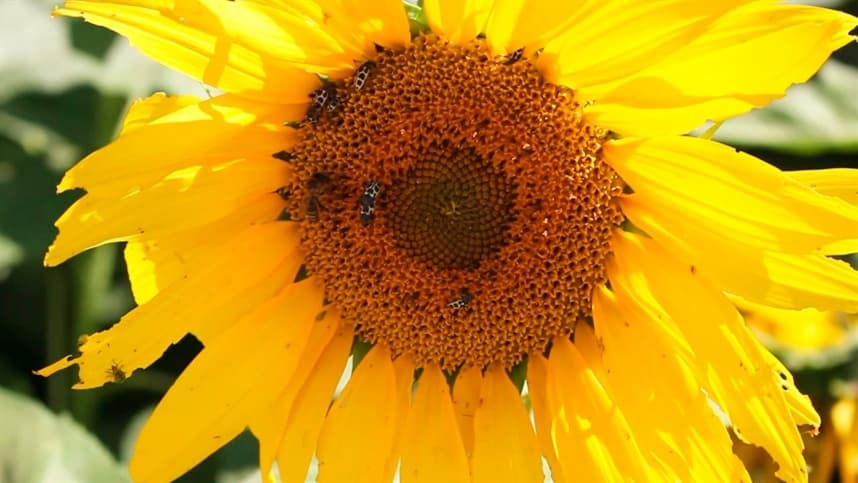 Produção de girassol e sorgo se destaca em Goiás