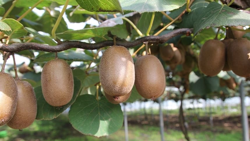 Colheita de kiwi se acelera mesmo com chuvas frequentes