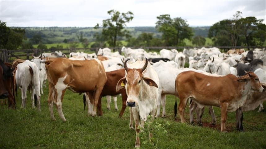 Zona agrícola destinada à pecuária é divulgada em novo mapa