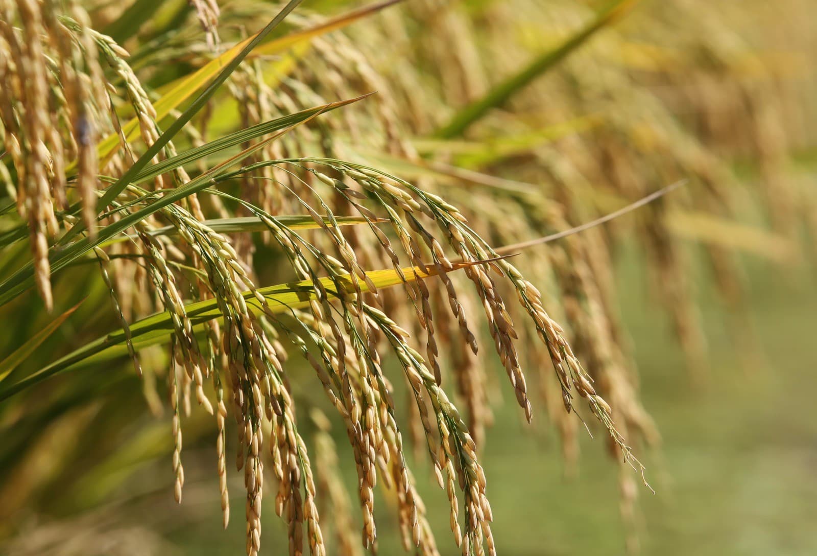 Rio Grande do Sul implementa pagamento por práticas sustentáveis na agricultura