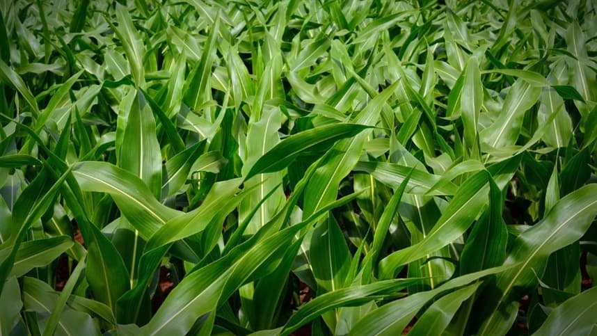 Cotação do milho tem novo aumento na B3