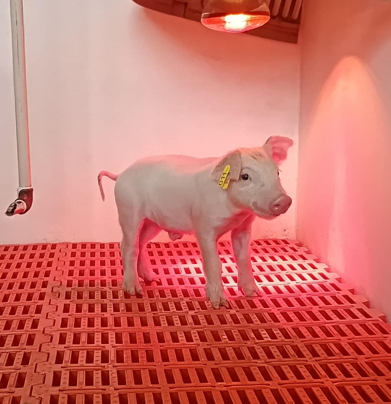 Boreal, primeiro suíno clonado da América Latina, nasce em Piracicaba