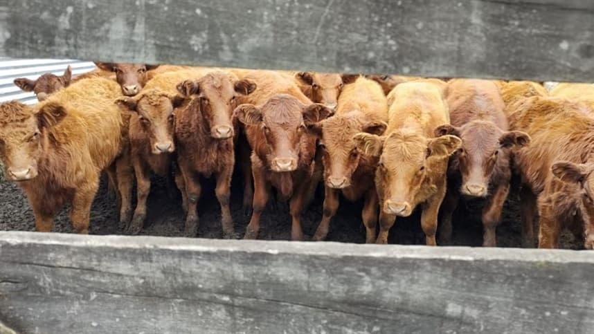 Desvalorização da vaca em comparação com o boi gordo