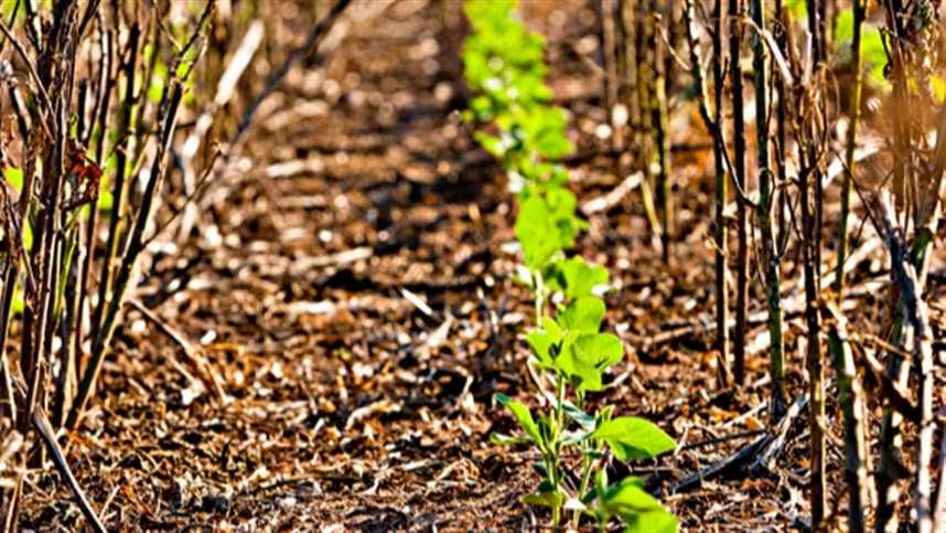 Substâncias húmicas ganham destaque na agricultura de 2026
