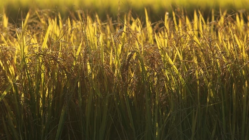 Produção de grãos em risco devido a chuvas irregulares na Índia