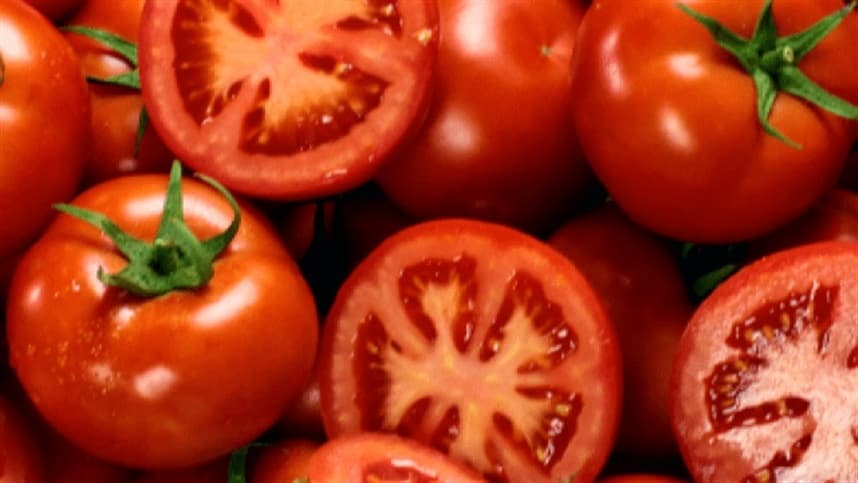 Produção de tomate não foi significativamente afetada pelas altas temperaturas