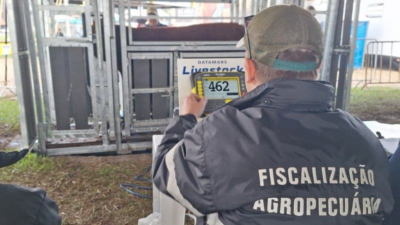 Expointer: análise e exame de animais para participar da feira
