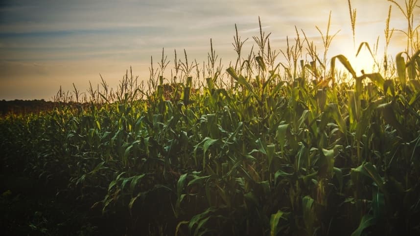 Aguarde o momento certo para colher o seu milho